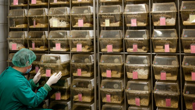 lab assistant takes care about laboratory rats into plastic cages